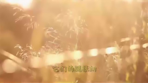 活着，一曲生命赞歌，在线聆听DJ版完整音乐